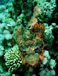 Taken in Sharm El Sheik, Egypt with my sony digital. by Steven Withofs 